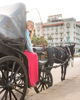 Picture of Aswan Horse carriage ride tours