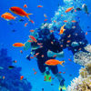 Picture of Intro Diving in Sharm El Sheikh Tours