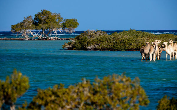 Picture of Wadi El Gemal Safari Tours in Marsa Alam