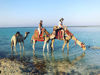 Picture of Desert Safari Tours in Marsa Alam